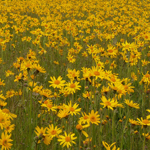 Image of Arnica Montana field of flowers